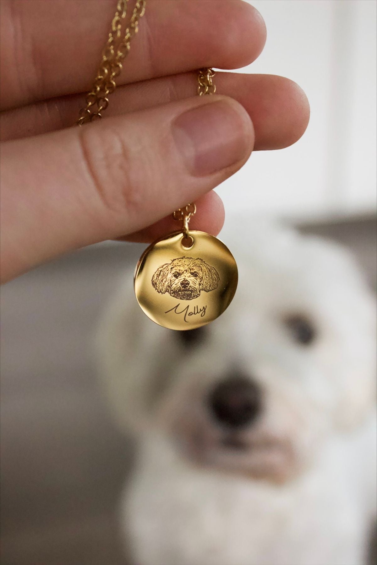 COLLAR MASCOTA